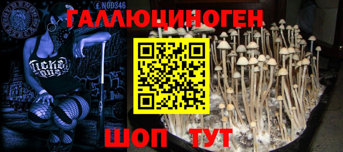 Галлюциногенные грибы Psilocybine cubensis Ковров